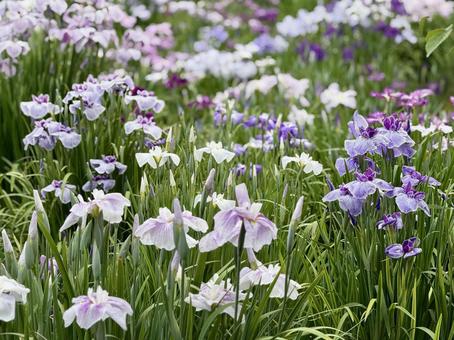堀切菖蒲園 曇り空の下咲き誇る花菖蒲 堀切菖蒲園 曇り空の下咲き誇る花菖蒲の写真