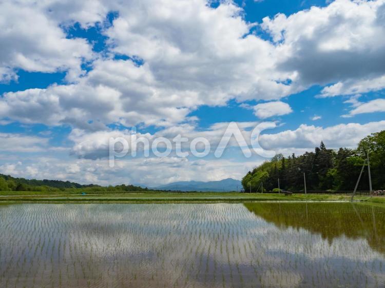 田植え終わり そら,自然,田植えの写真素材