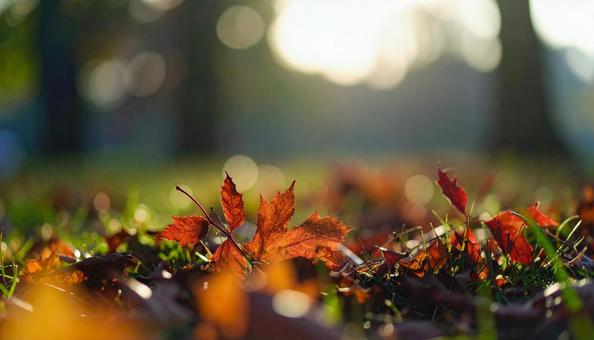 落葉した赤い紅葉いっぱいの地面 落葉した赤い紅葉いっぱいの地面の写真