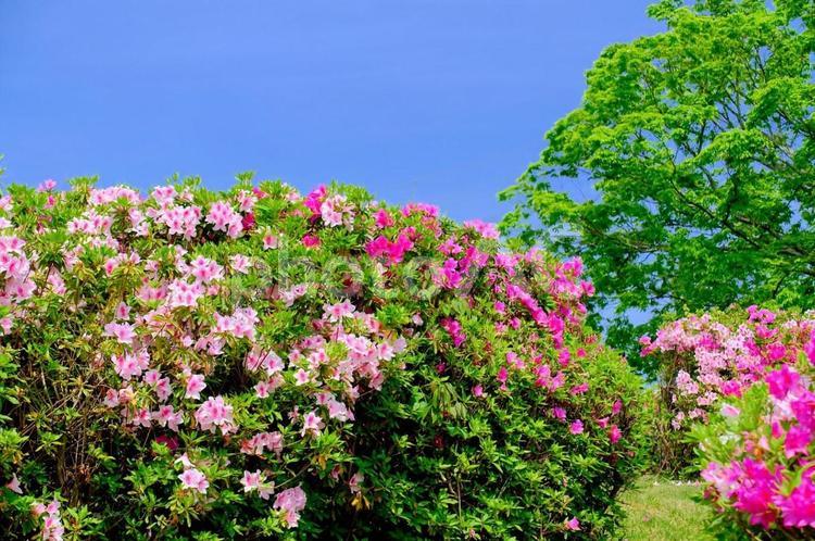 加西市逆池公園つつじ 花,植物,色の写真素材