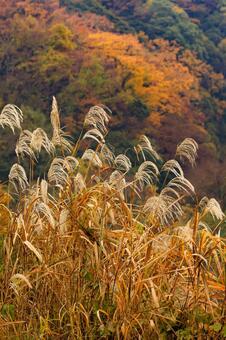 紅葉 紅葉,養老渓谷,筒森もみじ谷の写真素材
