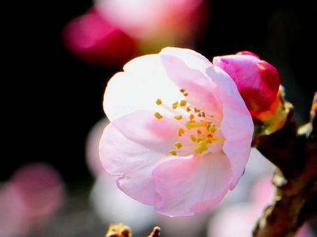 桜 桜の写真