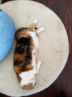 絨毯で寝る猫 絨毯で寝る猫の写真