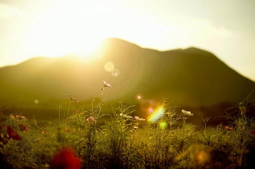 <素材>夕暮れのコスモス畑の風景 <素材>夕暮れのコスモス畑の風景 コスモス,コスモス畑,サンセットの写真素材
