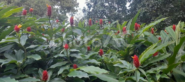 南国の花 南国,スパイラルジンジャー,熱帯の写真素材