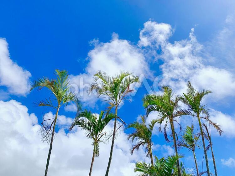 ヤシの木 夏,熱帯,太陽の写真素材
