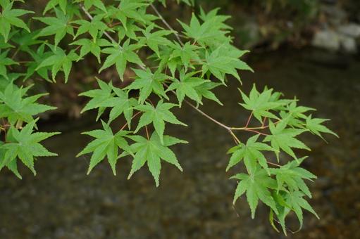 青もみじ 初夏 青もみじ 初夏の写真