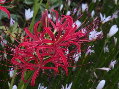 彼岸花 彼岸花,花,赤の写真素材