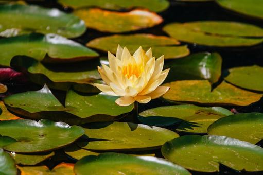 Photo, lotus, flower, plant, 