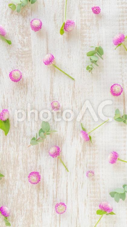 ピンクと白のセンニチコウとユーカリの木目フレーム　縦16：9 センニチコウ,花,千日紅の写真素材