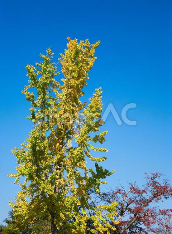 イチョウの木 植物,イチョウ,木の写真素材