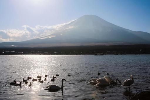 冬の富士山と湖を泳ぐ白鳥たち 雪,山,富士山の写真素材