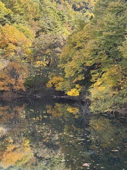 晩秋の大沢の堤の紅葉 紅葉,大沢の堤,松本市の写真素材