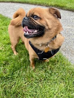 雑種犬 雑種犬 犬,ペット,短頭種の写真素材