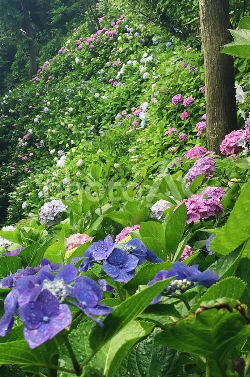 雨雫に濡れる紫陽花　あじさい　梅雨 あじさい,紫陽花,花の写真素材