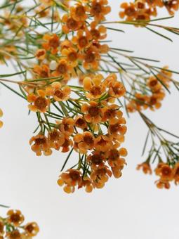 オレンジ色のワックスフラワー 花,ワックスフラワー,植物の写真素材