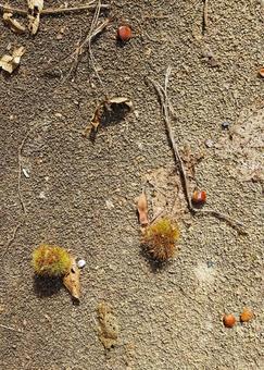 どんぐり、くり、秋 どんぐり、くり、秋 どんぐり,栗,秋の写真素材