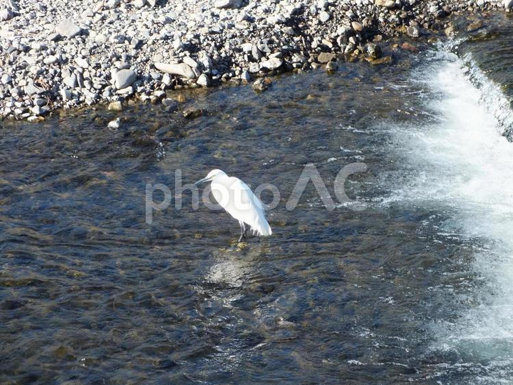 堰の近くに獲物を探すコサギ 鷺,コサギ,水鳥の写真素材
