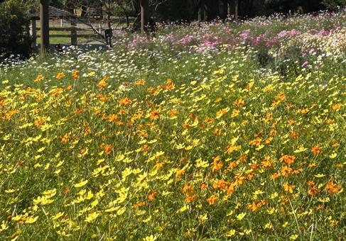 コスモス畑 コスモス,コスモス畑,花壇の写真素材