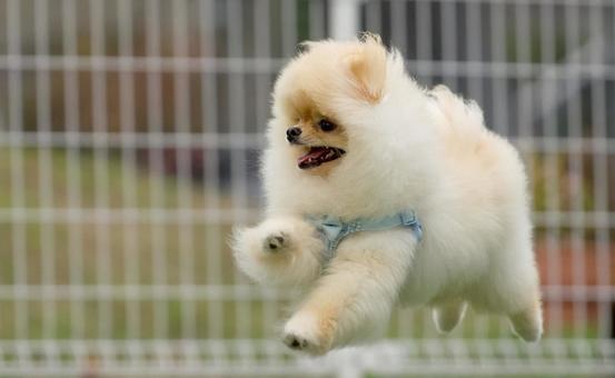 Flying dog（ポメラニアン） 犬,ポメラニアン,小型犬の写真素材