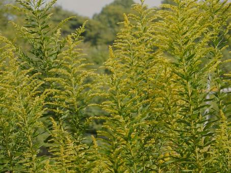 【花の写真】セイタカアワダチソウの写真