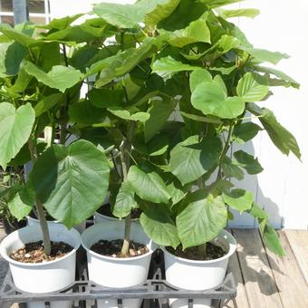 観葉植物 ウンベラータの鉢植え 観葉植物 ウンベラータの鉢植えの写真
