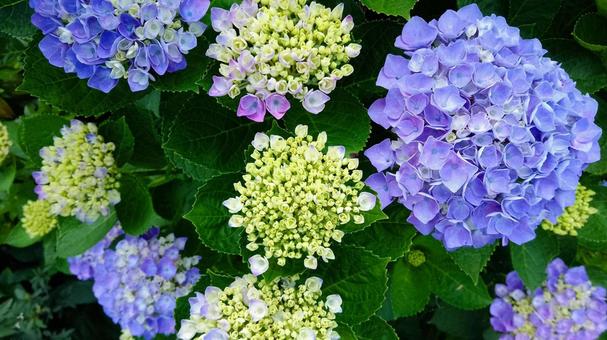 あじさい あじさい あじさい,アジサイ,紫陽花の写真素材