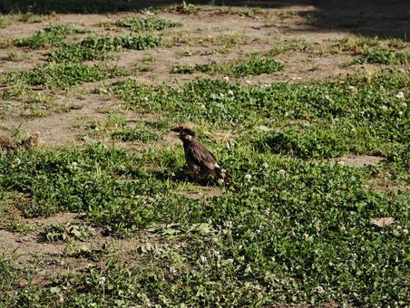 日差しの中の小鳥 鳥,小鳥,野鳥の写真素材