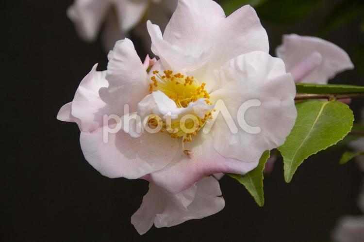 ツバキ  ハイフレグランス ツバキ,ハイフレグランス,花の写真素材