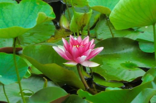 Water Lily 01, JPG Water Lily 01, JPG