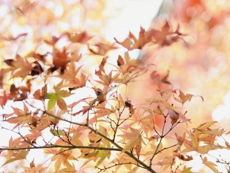 紅葉の写真