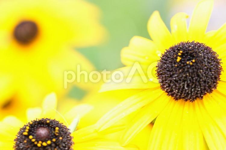 ひまわりが咲いた ひまわり,花,黄色の写真素材