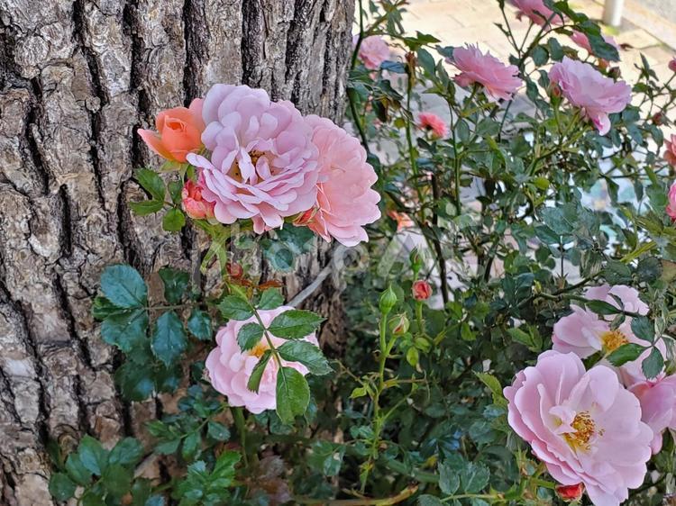 街路樹根本の花2 花,ピンク,植物の写真素材