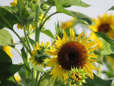 満開のヒマワリ 満開のヒマワリ 花,夏,向日葵の写真素材