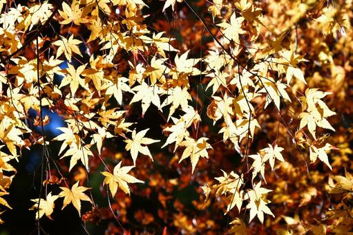 紅葉 紅葉,秋,晴れの写真素材