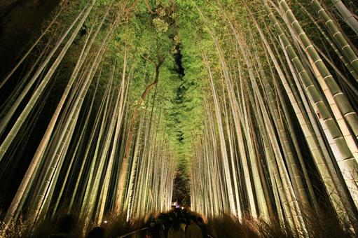 Kyoto Arashiyama · Bamboo Forest Lighting Up 1, बांस के जंगल के छोटे व्यास, बांस वन की सड़क, जापानी सुंदरता, JPG