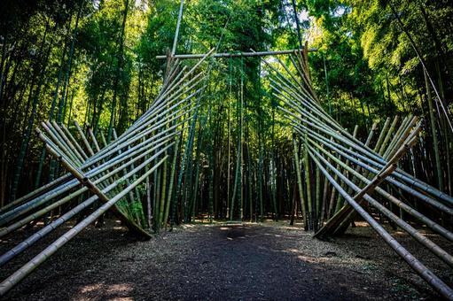 栃木県　竹林の写真