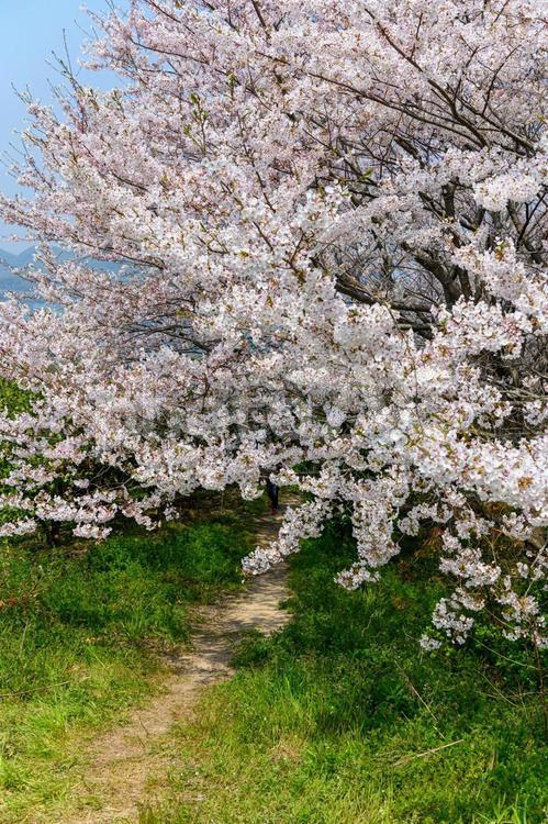 佐木島　桜の咲く登山道 桜,春,自然の写真素材