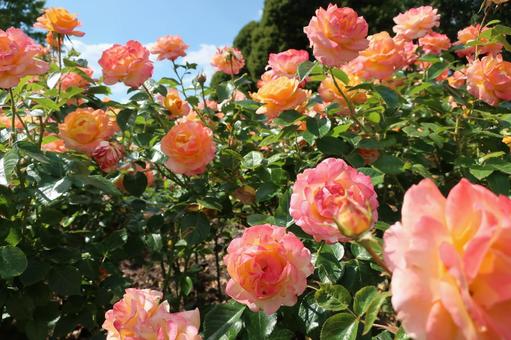 バラ バラの写真