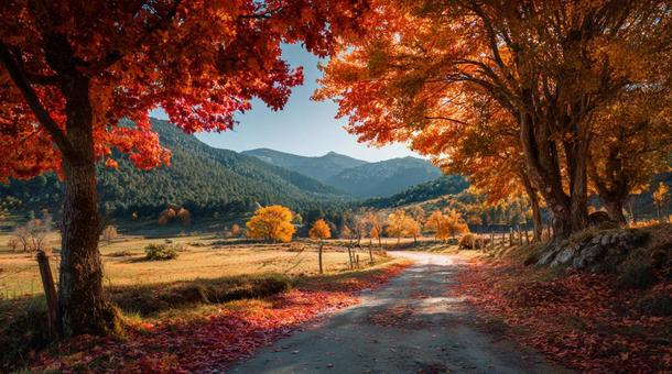 秋彩の並木道 − 広がる秋の風景 秋彩の並木道 − 広がる秋の風景の写真
