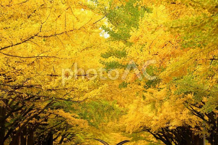 北大銀杏並木の黄葉 紅葉,黄葉,イチョウ並木の写真素材