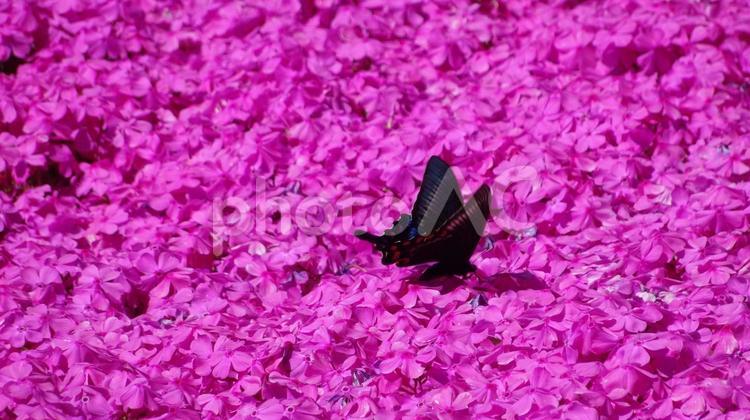黒い蝶々と芝桜 蝶々,芝桜,黒の写真素材