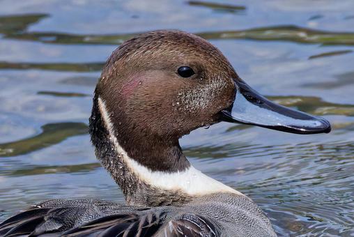 オナガガモ雄の顔アップ オナガガモ,尾長鴨,鴨の写真素材