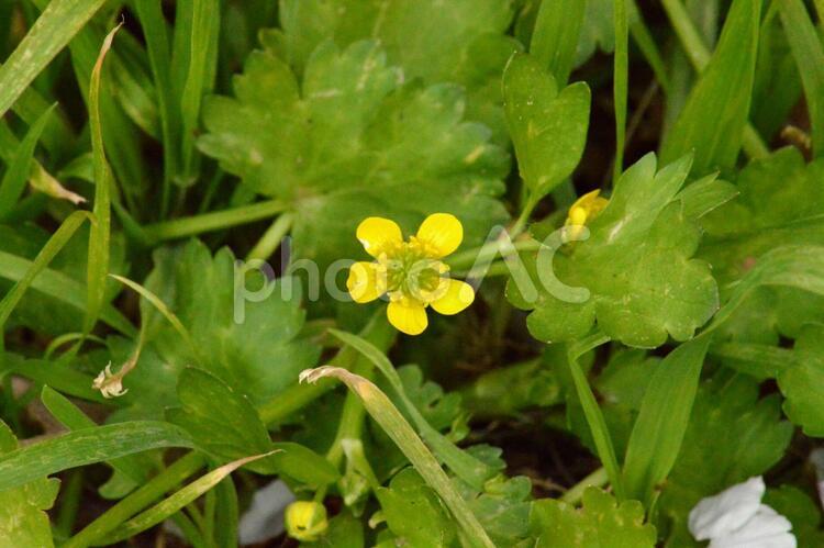 春の野花　キツネノボタン キツネノボタン,花,黄色い花の写真素材
