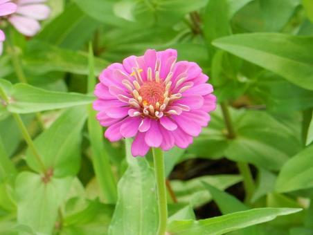 【花の写真】 ヒャクニチソウ（百日草）の写真