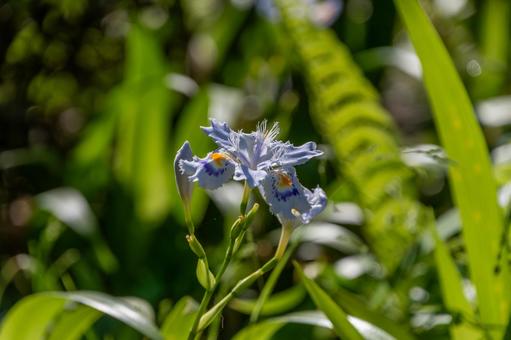 日差しに映えるシャガの花 日差しに映えるシャガの花の写真