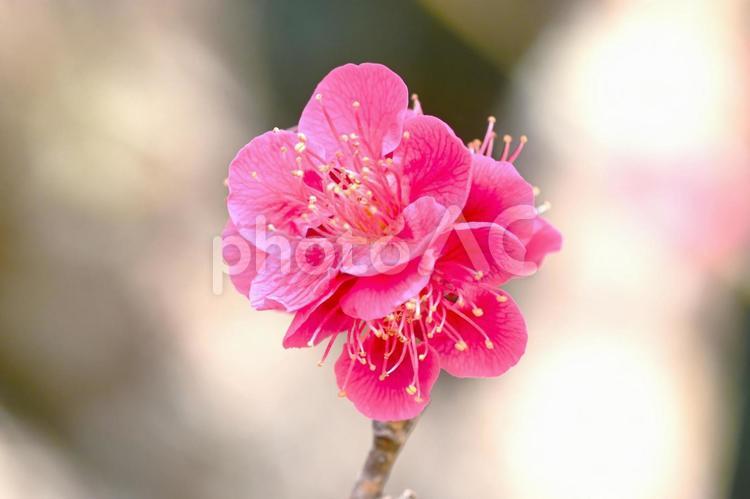 梅林公園　梅の花　 梅,花,梅林の写真素材