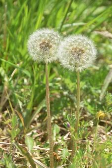 綿毛のタンポポ タンポポ,蒲公英,綿毛の写真素材