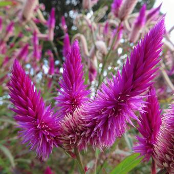 ケイトウ（鶏頭） ケイトウ,鶏頭,花の写真素材