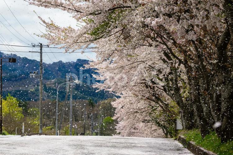 薬莱スキー場の桜⑻ 花,春,サクラの写真素材